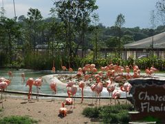 -新加坡飞禽公园