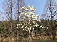 -南湖湿地公园