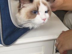 -宠爱国际动物医院· 猫科· 外科·中兽医(长白店)