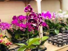 -双季花艺园艺市场(浦东店)