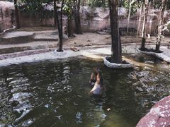-清迈夜间动物园