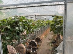 -马陆小张葡萄园农家乐