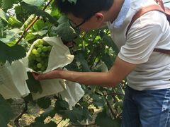 -马陆小张葡萄园农家乐