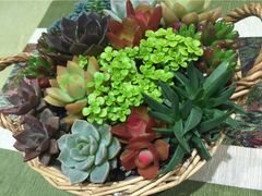 iphone_upload_pic-菩提树·素食餐厅(汇智国际商业中心店)