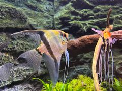 -上海海洋水族馆