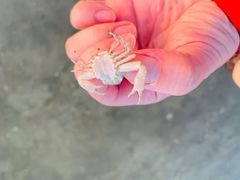 -红树林天天赶海