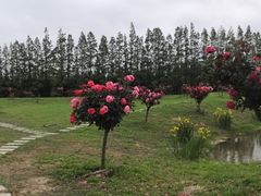 -上海长兴岛郊野公园