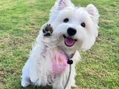 -柴爿巷·香酥鸡&馄饨(复兴中路店)