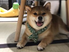 -逗柴咖啡屋·狗咖猫咖宠物桌游