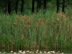 -白鹭湾湿地公园