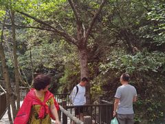 -牛背梁国家森林公园