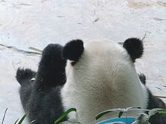 -灵玲国际马戏城
