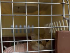 -纳吉亚猫专科动物医院·北北分院