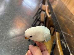 -吉丁鸟咖·异宠·寄养