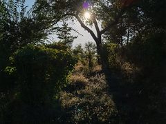 -红山国家森林公园