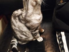 -猫友咖啡店(玉林西路店)