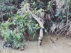 -热带雨林自然公园
