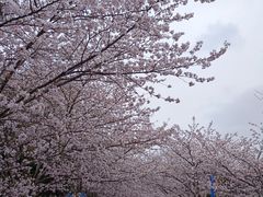 -高东镇樱花园
