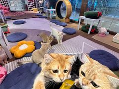 -大型宠物商超·宠海王国·宠物猫狗活体·用品·美容(新世界百货重庆店)