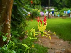 -中国科学院西双版纳热带植物园