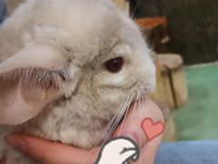 -藦茜花园宠物主题亲子互动体验馆(国顺东路店)