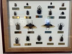 -上海昆虫博物馆