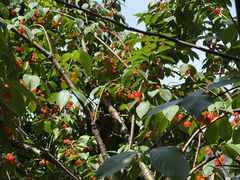 -樱桃山旅游景区