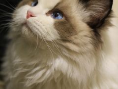 -猫十亿·布偶金渐层·曼基康矮脚猫舍(青年路店)