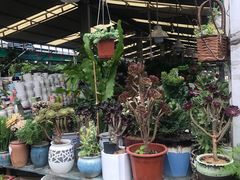 -曲阳花鸟市场(曲阳路店)