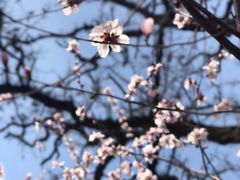 -桃花堤公园
