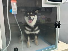 -爱侣·安琦尔宠物医院·中兽医针灸·心内科·狂犬免疫点(宝山区院)