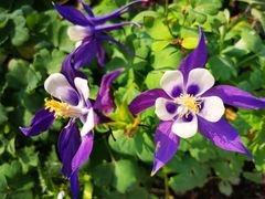 -海心沙亚运公园