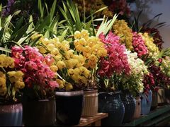 -朝来春花卉市场