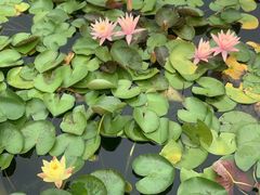 -莲花池公园