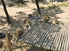 -西霞口神雕山野生动物世界
