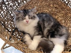 -飞行喵MR PILOT|猫舍·猫咖(静安大融城店)