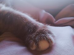 -more than meow吴止猫主题餐厅(承德 中船汇店)