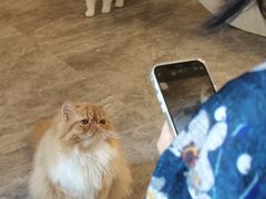 -More Fun猫咖 二十只万元加菲主题
