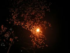 -武汉大学-樱园