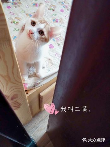 之前的邻居徐大哥，收养了几只大猫，有村里流浪的