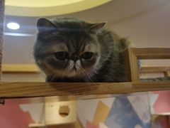 -滚猫咖啡·猫咖·猫友好撸猫(未来城店)