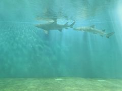 -北戴河圣蓝海洋公园