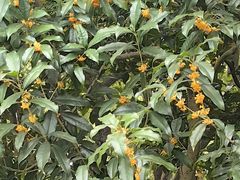 -徐家汇源景区-衡山公园