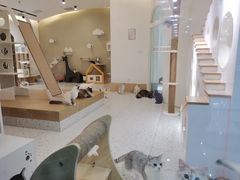 -猫域·湾主题猫咖·宠物吧(南坪城市广场店)