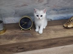 -猫十亿·布偶金渐层·曼基康矮脚猫舍(青年路店)