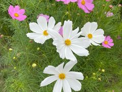 -春花秋色城市公园