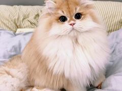 -猫十亿·布偶金渐层·曼基康矮脚猫舍(青年路店)