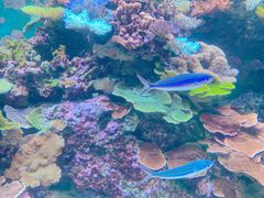 -新加坡海洋生态馆