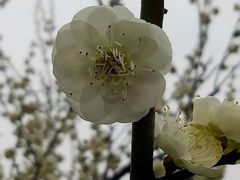 -香雪海