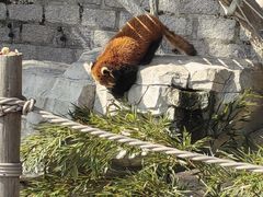 -上海野生动物园